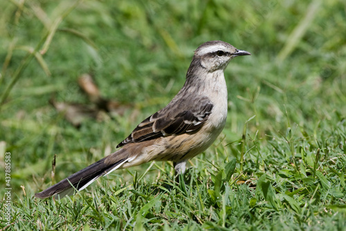 Camposspotlijster, Chalk-browed Mockingbird, Mimus saturninus photo