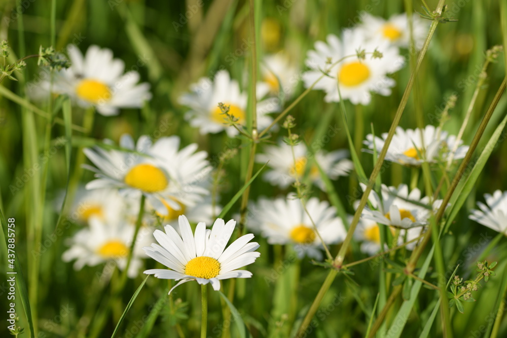 Field chamomile blooming on a wild meadow. Field chamomile blooming on a wild meadow.