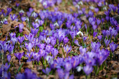 White snowdrop spring flowers with violet crocus