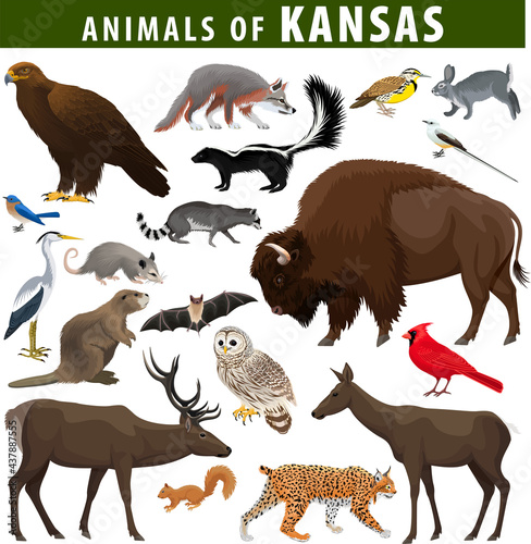 vector set - animals of  Kansas: eagle, fox, rabbit, deer, bison, meadowlark, flycatcher,  skunk, bat, racoon, bobcat, beaver, squirrel, opossum, heron, barred owl and Northern cardinal photo