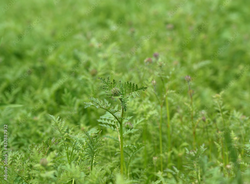 Lacy phacelia flower buds spring green leaves, growing young phacelia plants.
Lacy phacelia flower buds spring green leaves, growing young phacelia plants.