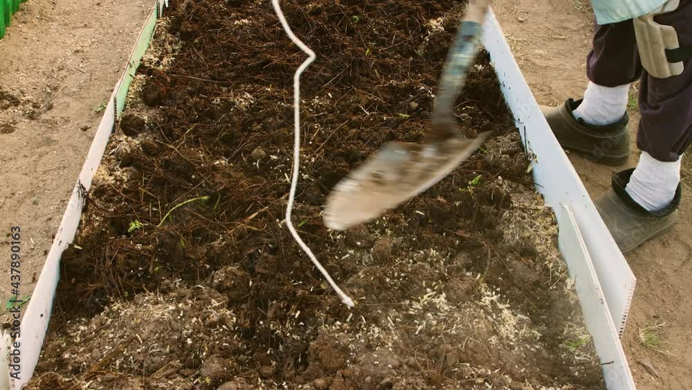A man digs up compost in a greenhouse on a garden bed with a shovel. Planting seedlings in a greenhouse. The concept of growing vegetables in agriculture on a personal plot, vegetable garden, dacha.