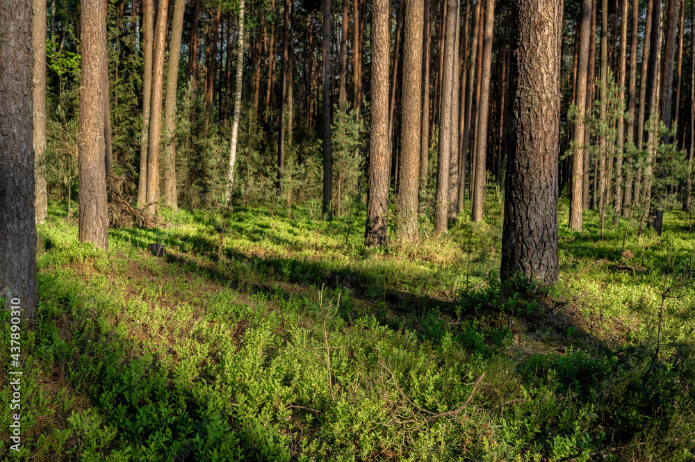 Obraz premium Las sosnowy porośnięty Jagodzinami 