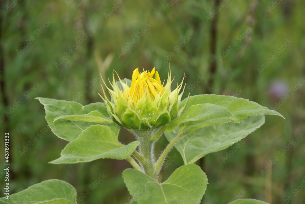 Sonnenblumenknospe 437891332 mit gelben Blütenblätterspitzen bei Regen Sonnenblumenknospe 437891332 mit gelben Blütenblätterspitzen bei Regen