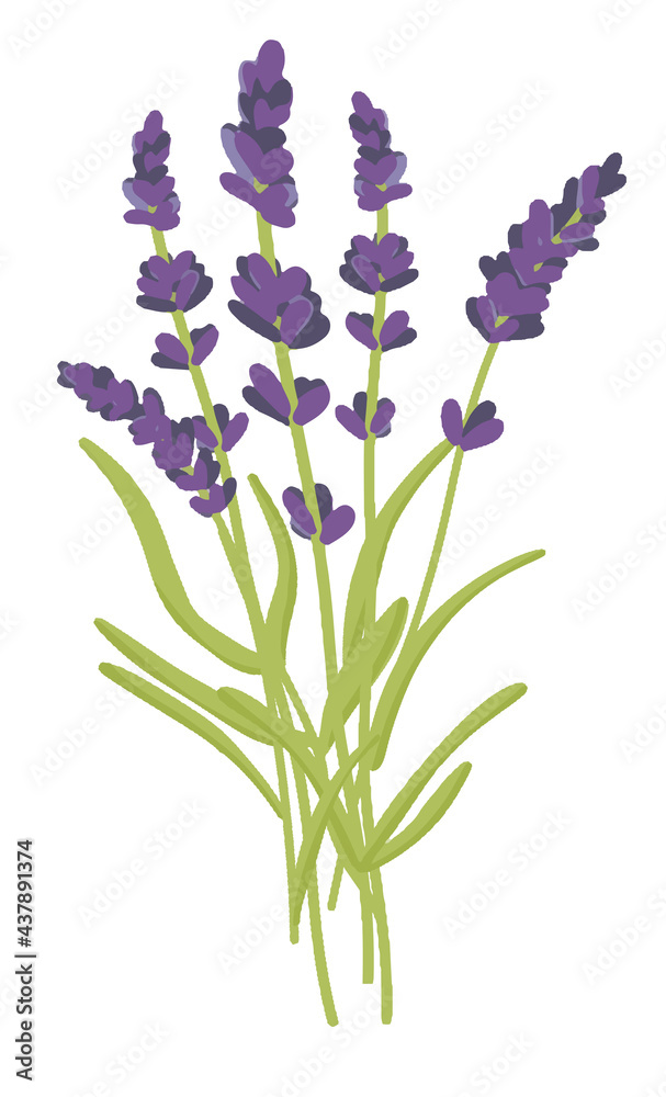 Naklejka premium Elegant lavender bouquet, lavender bouquet, dried flowers, lilac color, isolated background