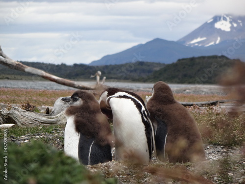baby penguins nest