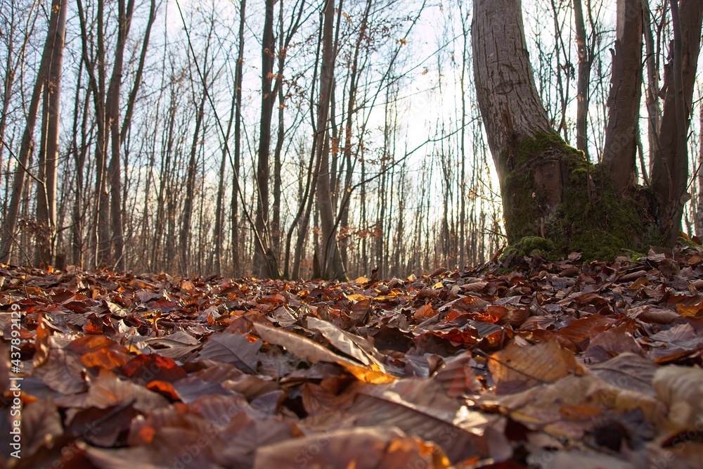 autumn forest in the morning autumn forest in the morning