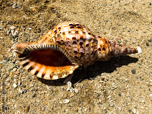 Empty shell of the giant triton (Charonia tritonis) with beautiful white, brown and yellow markings, laying on a sandy beach in the South Pacific