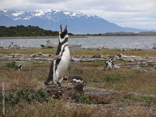 mother penguin call