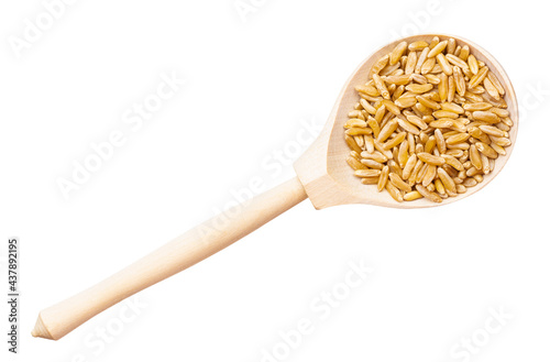 top view of Kamut Khorasan wheat grains in spoon photo