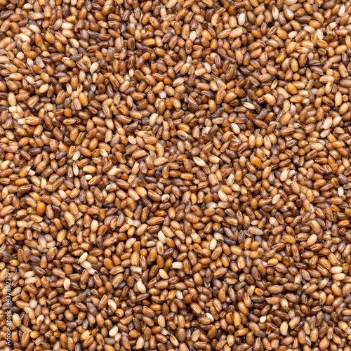 whole-grain teff seeds close up photo
