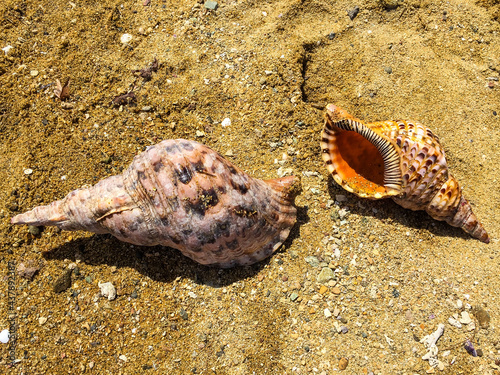 Two Triton's Trumpet shells (Charonia tritonis) laying on the sand near Coral Coast, Viti Levu, Fiji
