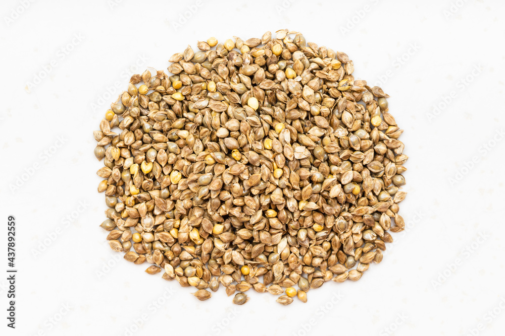 pile of whole-grain barnyard millet seeds on gray pile of whole-grain barnyard millet seeds on gray
