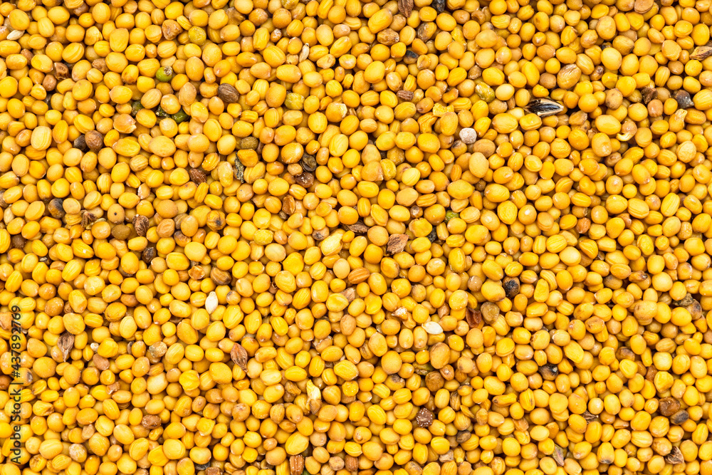 background - many yellow seeds of mustard