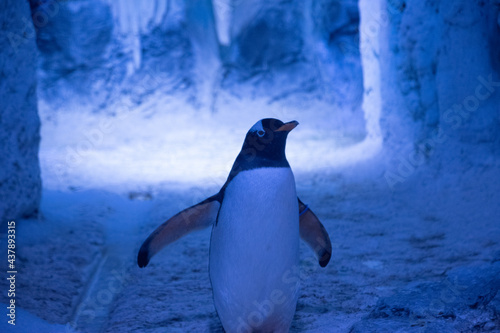 penguin in the aquarium photo