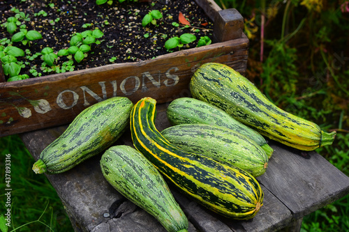 Freshly picked zucchini next to onion sprouting in box of soil