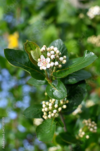 aronia plant blooming with white blossoms and buds