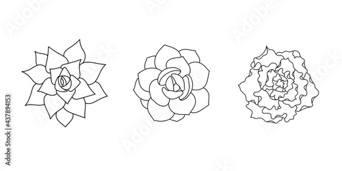 Succulent echeveria set - shaviana, agavoides, laui. Hand drawn plant in doodle style. Graphic sketch home flower. Vector illustration, isolated black element on a white background