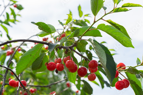 Unpicked ripe organic cherries in the tree