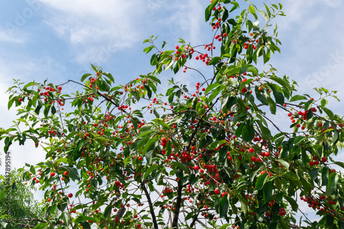 Unpicked ripe organic sour cherries in the tree