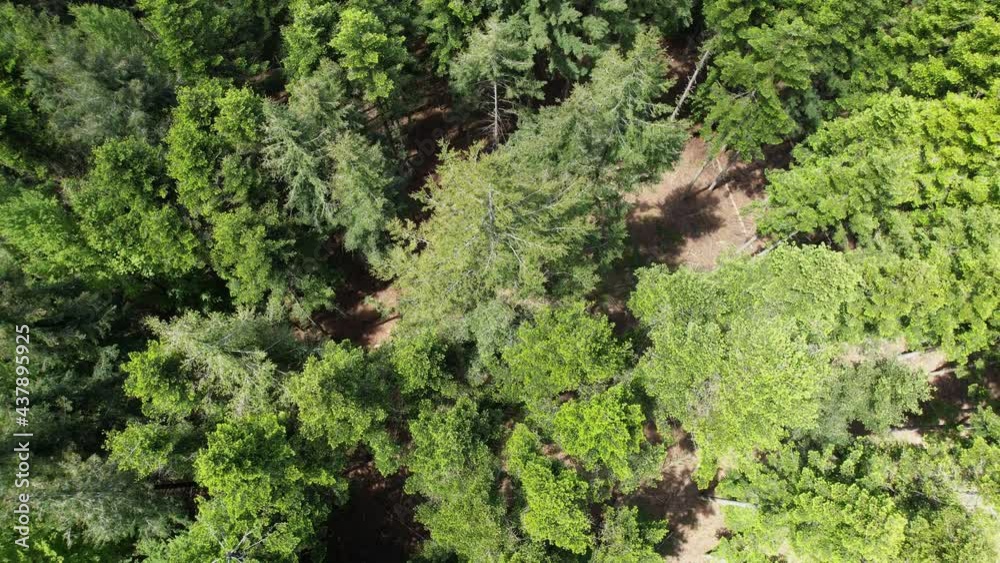 top view of a beautiful forest of larch, fir and beech trees in the Tuscan Casentino mountains near Arezzo. Italy top view of a beautiful forest of larch, fir and beech trees in the Tuscan Casentino mountains near Arezzo. Italy