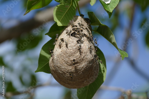 Wasp nest Polybia paulista. Polybia, a member of the Marimbondes vespoidea and related subfamily Polistinae Polybia ruficeps ssp. Xanthops. Near Padro Vieira, Ceará, Brazil. photo