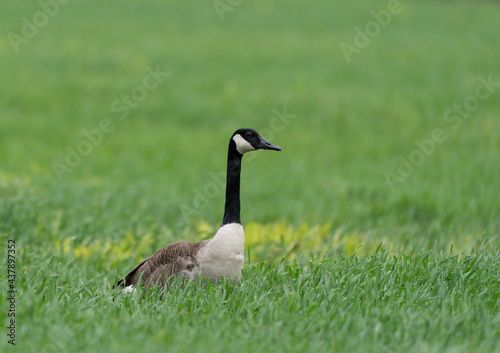 Canada Goose in the Grass