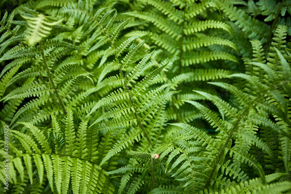 green leaves in a forest close up