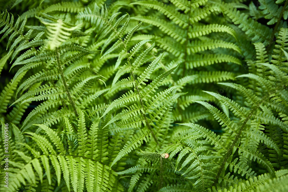 close up of fresh leaves in nature
