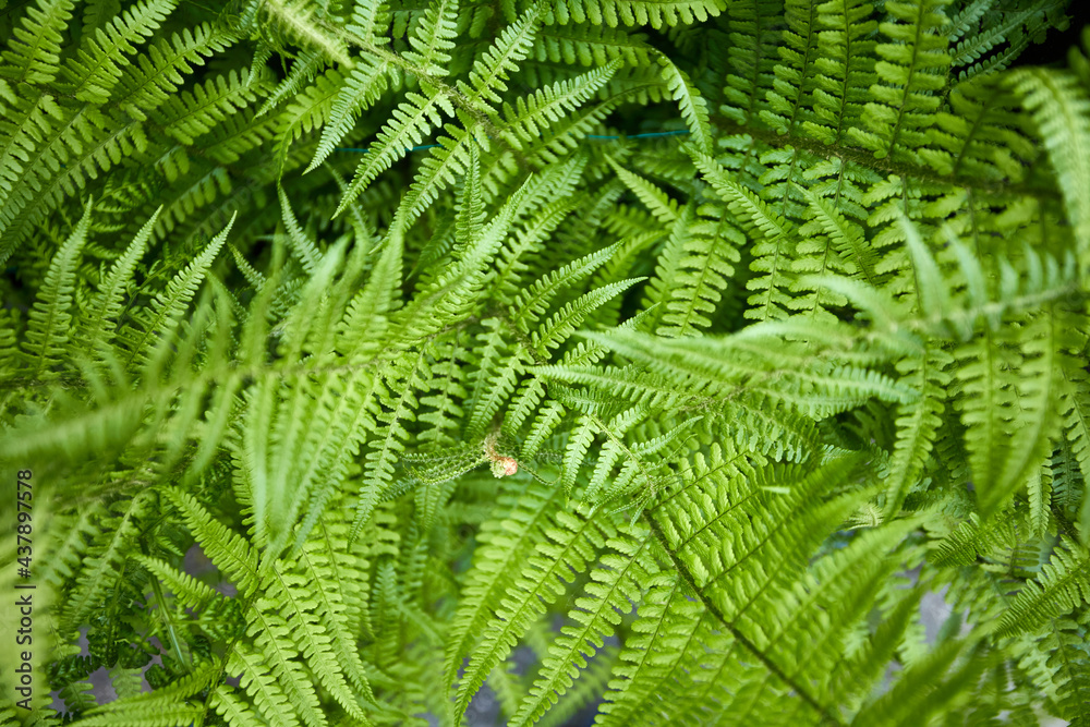 green leaves in a stack in a forest