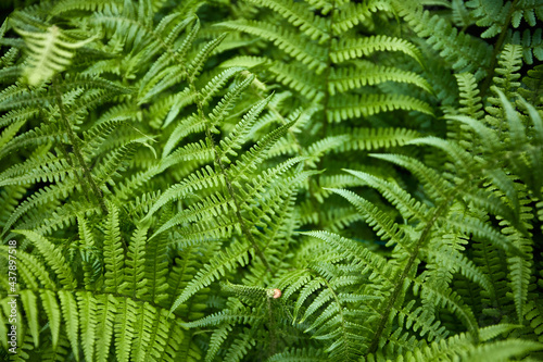 closeup of green leaves in a forest