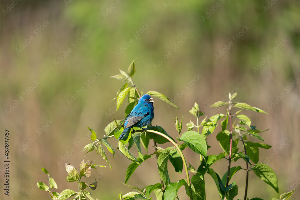 Obraz premium Indigo Bunting in a Bush