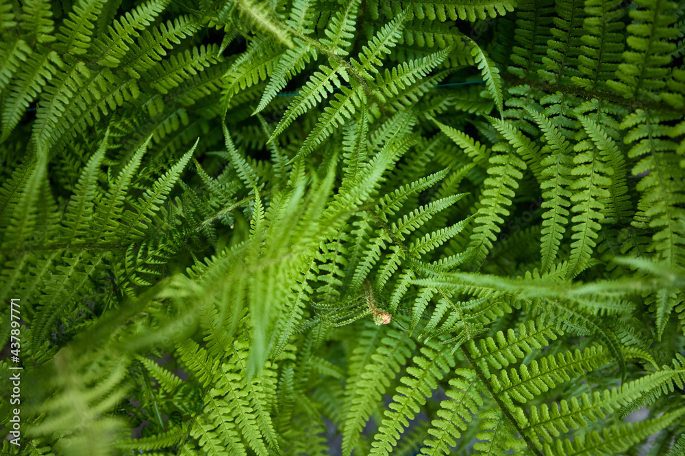 closeup of green leaves in a forest photography