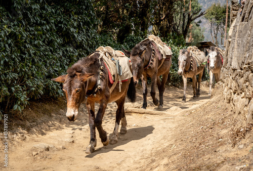 Canvastavla Mule Train on Trail
