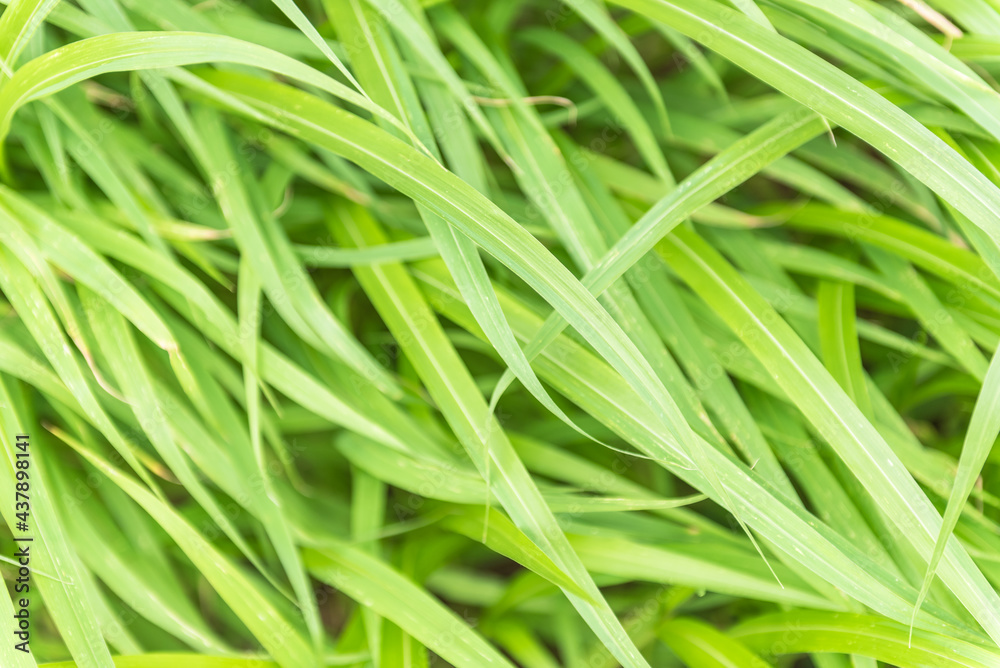 The lush grass is a clump of bushes . Leaves rustle the wind The lush grass is a clump of bushes . Leaves rustle the wind