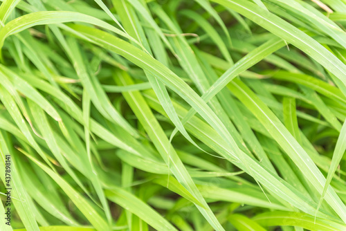 The lush grass is a clump of bushes . Leaves rustle the wind