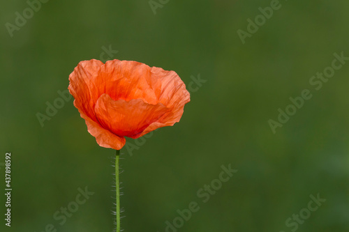 red poppy flower against green background