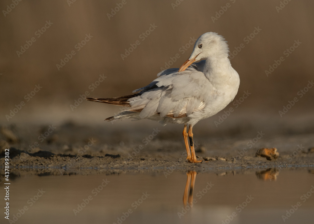 Obraz premium Sender-billed gull preening at Asker marsh, Bahrain.