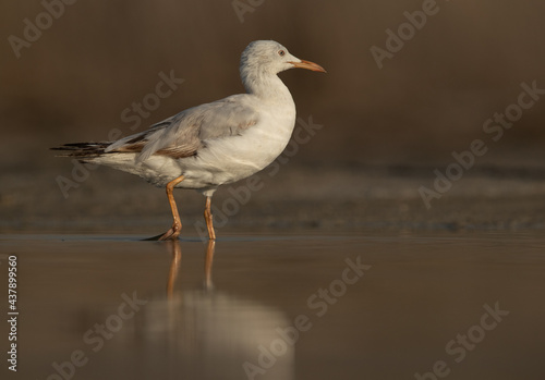 Portrait of a Sender-billed gull at Asker marsh, Bahrain © Dr Ajay Kumar Singh