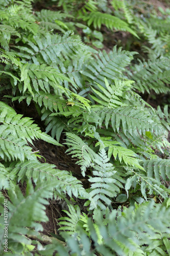 Fern Forest