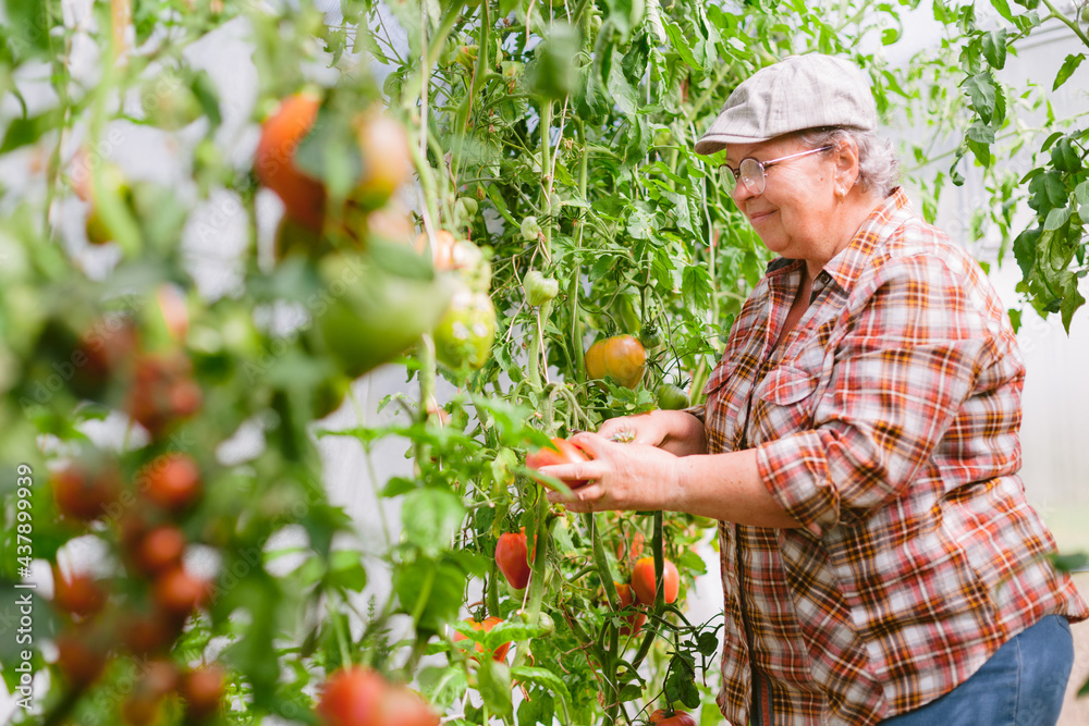 Senior female gardener inside greenhouse harvesting tomatoes. Mature cheerful farmer.