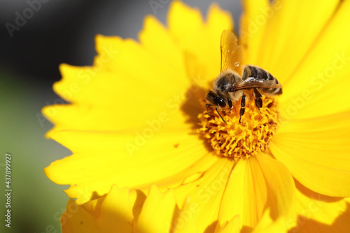 Blume mit Biene / Flower with bee / Flos et Apiformes