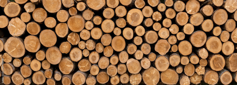 Stapel von abgesägten Baumstämmen in Panorama Nahaufnahme - Holzindustrie Hintergrund Stapel von abgesägten Baumstämmen in Panorama Nahaufnahme - Holzindustrie Hintergrund