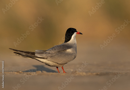 White-cheeked Tern perched on ground at Asker marsh, Bahrain