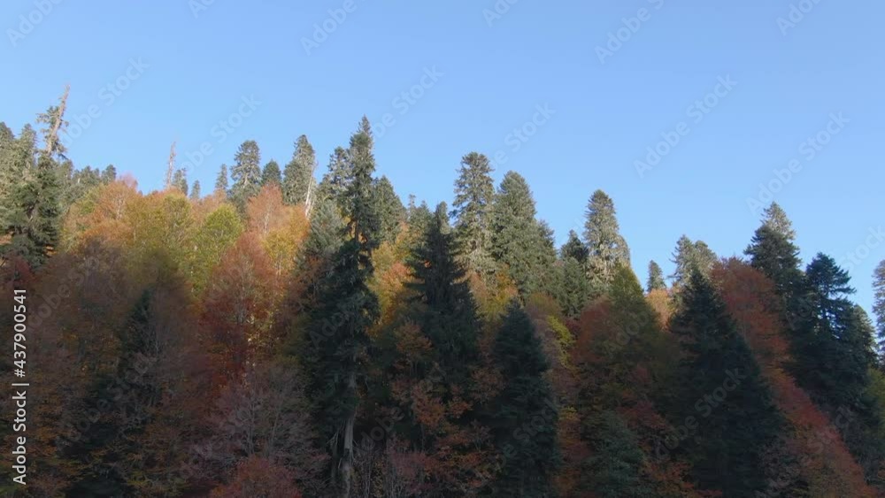 beautiful big forest in the mountains beautiful big forest in the mountains