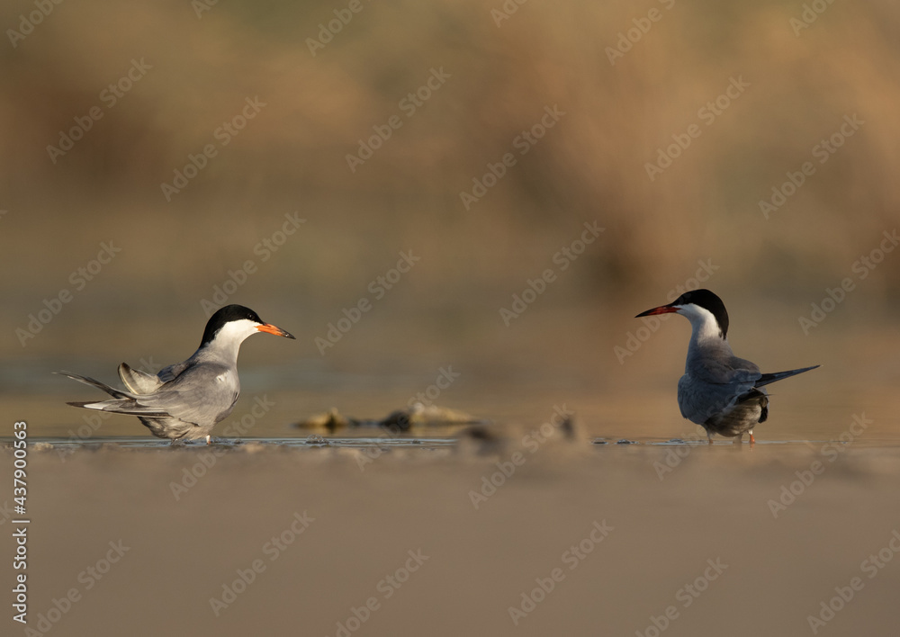 A pair of White-cheeked Terns at Asker marsh, Bahrain A pair of White-cheeked Terns at Asker marsh, Bahrain