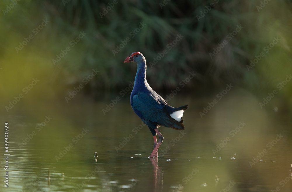Naklejka premium Grey-headed Swamphen in its habitat at Asker Marsh, Bahrain. Framed with bokeh of reeds and grass on both side.