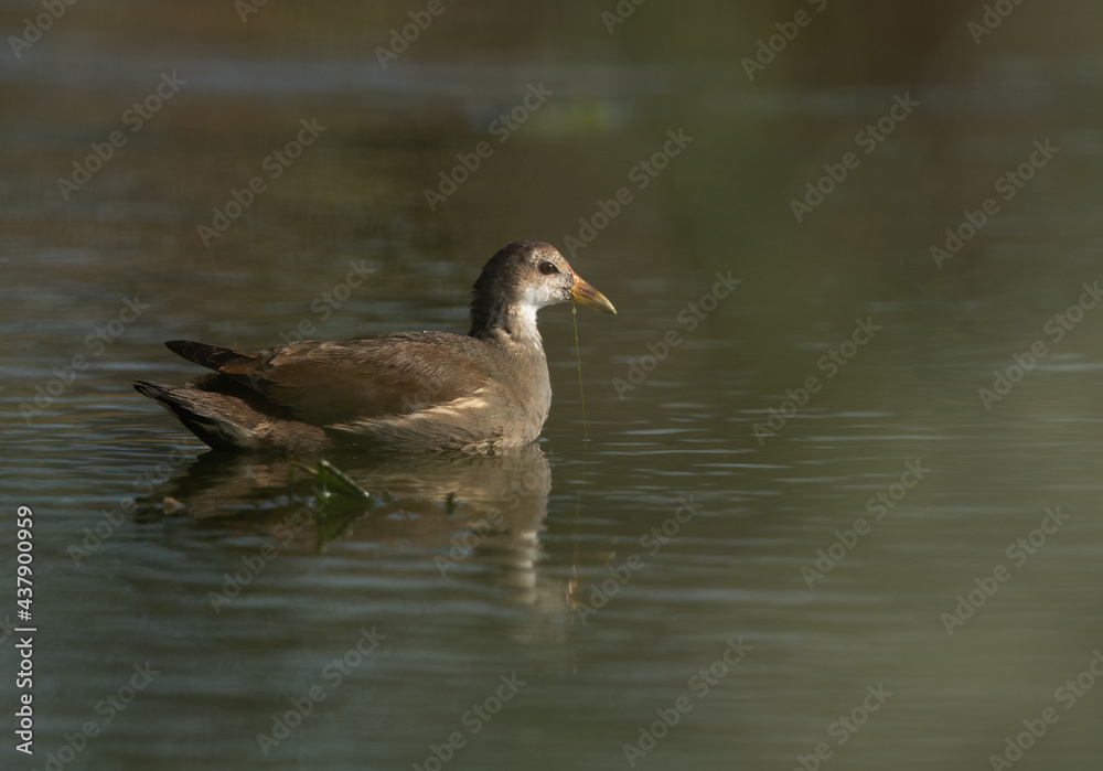 Portrait of a Moorhen at Asker marsh, Bahrain Portrait of a Moorhen at Asker marsh, Bahrain
