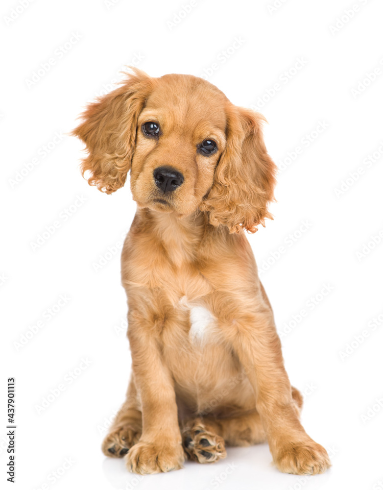 English cocker spaniel puppy sitting in front view and tilting head. isolated on white background