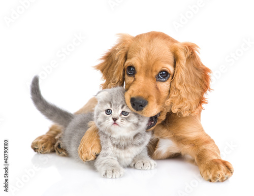 English cocker spaniel puppy gnaw kitten's ear. isolated on white background